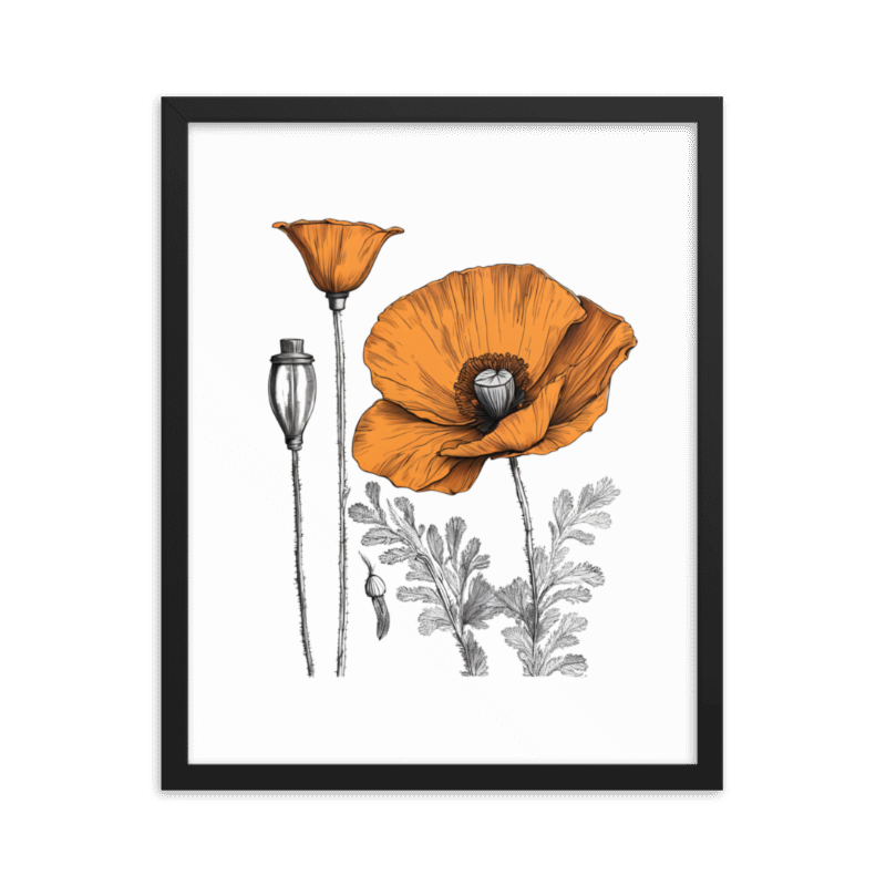 California Poppies Sketch, Framed